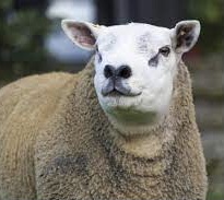 Sheep